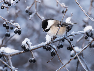 Obraz na płótnie Canvas Black-Capped Chickadee in Winter 