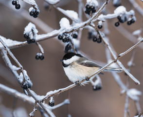 Black-Capped Chickadee in Winter 