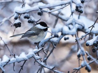 Black-Capped Chickadee in Winter 