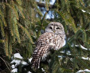 Barred Owl in Winter