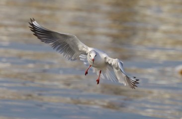 Seagull Flying