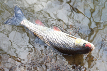 Catch of fish. European Chub (Squalius cephalus).