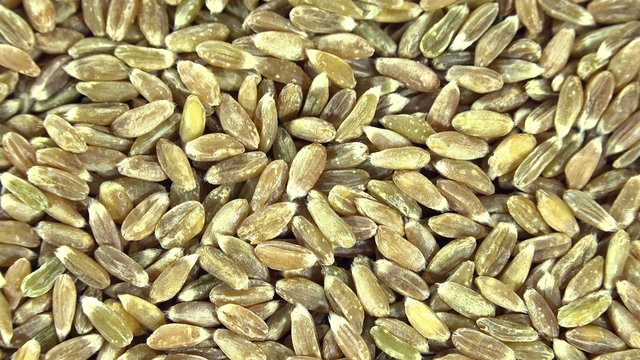 Green Spelt (not loopable 4K UHD close-up footage)