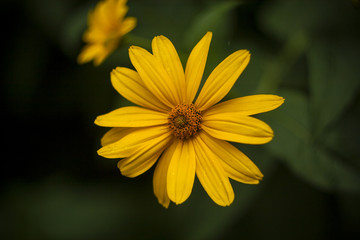 Yellow flower on green background in summer day. Yellow Daisy with beautiful leaves. Vintage photo of chamomile