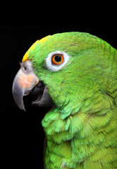 Amazon Parrot