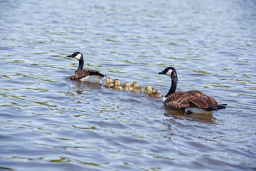 Baby Geese and Parents Swimming
