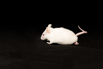 White mouse on black fabric