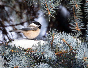 Black-Capped Chickadee in Winter 
