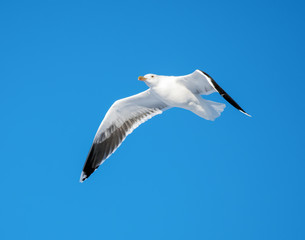 Great Black-backed Gull in Flight