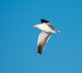 Great Black-backed Gull in Flight