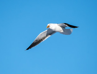 Great Black-backed Gull in Flight