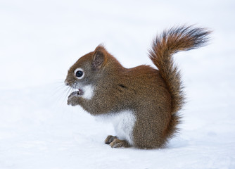 Squirrel in Winter