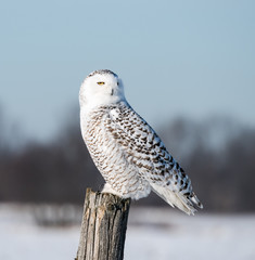 Snowy Owl 