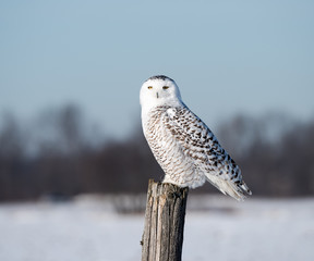 Snowy Owl 