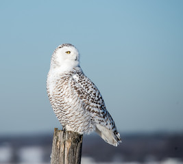 Snowy Owl 