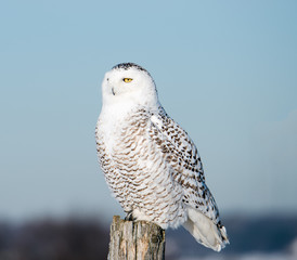 Snowy Owl 