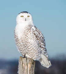 Snowy Owl 