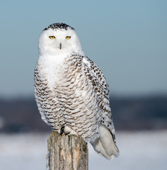 Fototapeta premium Snowy Owl 