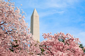 Photo sur Plexiglas Lieux américains Pink Cherry Blossoms