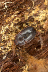 Sap beetle, Epuraea on wood