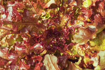 Red Leaf Lettuce