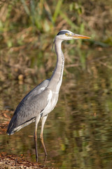 Grey heron (Ardea cinerea Linnaeus)