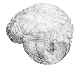 human brain