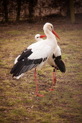 Weißstörche