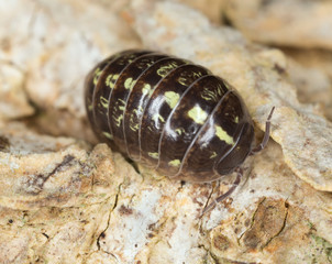 Pillbug