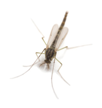 Nonbiting midget, Chironomidae photographed on white background