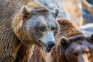 Fototapeta na wymiar Grizzly Brown Bear head, close-up