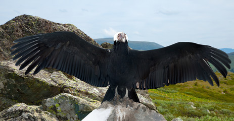 Andean condor  in wildness area