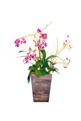 Orchid pot isolated on a white background