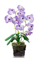 Naklejka na ściany i meble Orchid pot isolated on a white background