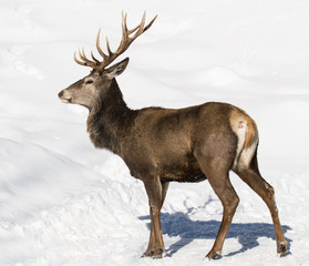Naklejka na ściany i meble Elk in Winter