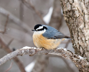 Naklejka premium Red-breasted Nuthatch in Winter