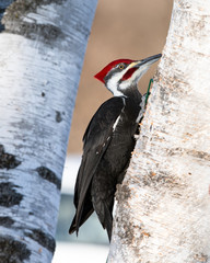 Pileated Woodpecker in Winter