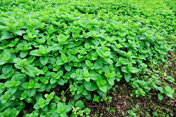 mint plants grow in vegetable garden 