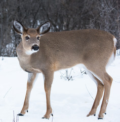White-tailed Deer Doe in Winter