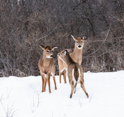 White-tailed Deer Doe in Winter