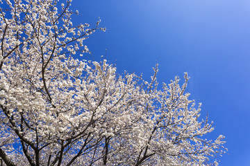 桜　快晴青空　シンプル背景用