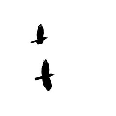 Silhouetted Corvids