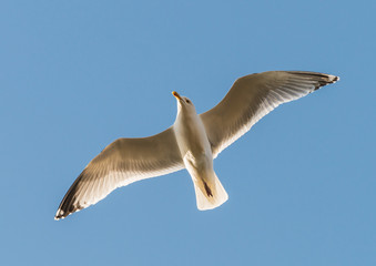 Stretch And Glide