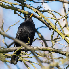 Blackbird