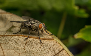 A Flesh Fly