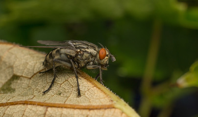 A Flesh Fly