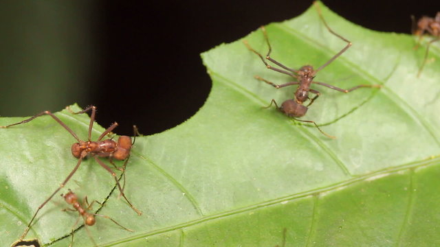 Leaf cutter ants (Atta sp.) in the rainforest, Ecuador