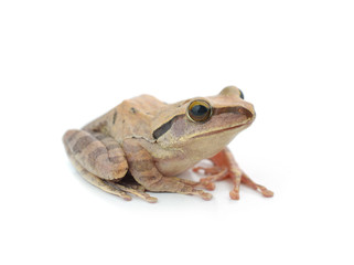 frog