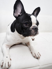 Fototapeta premium dog