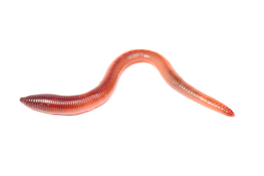 animal earth worm isolated on white  background